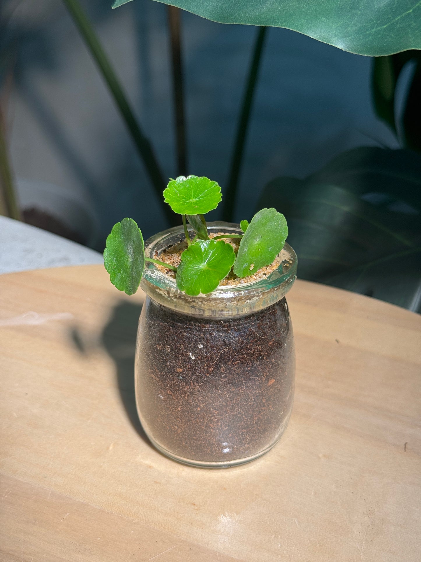 Hydrocotyle Vulgaris in Glass