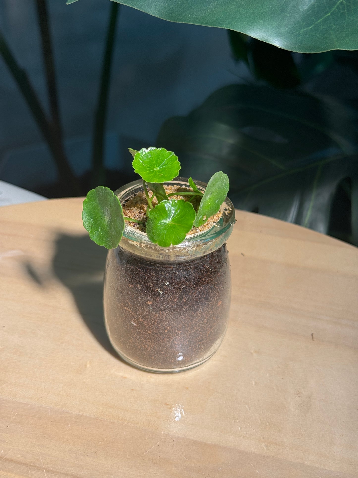 Hydrocotyle Vulgaris in Glass