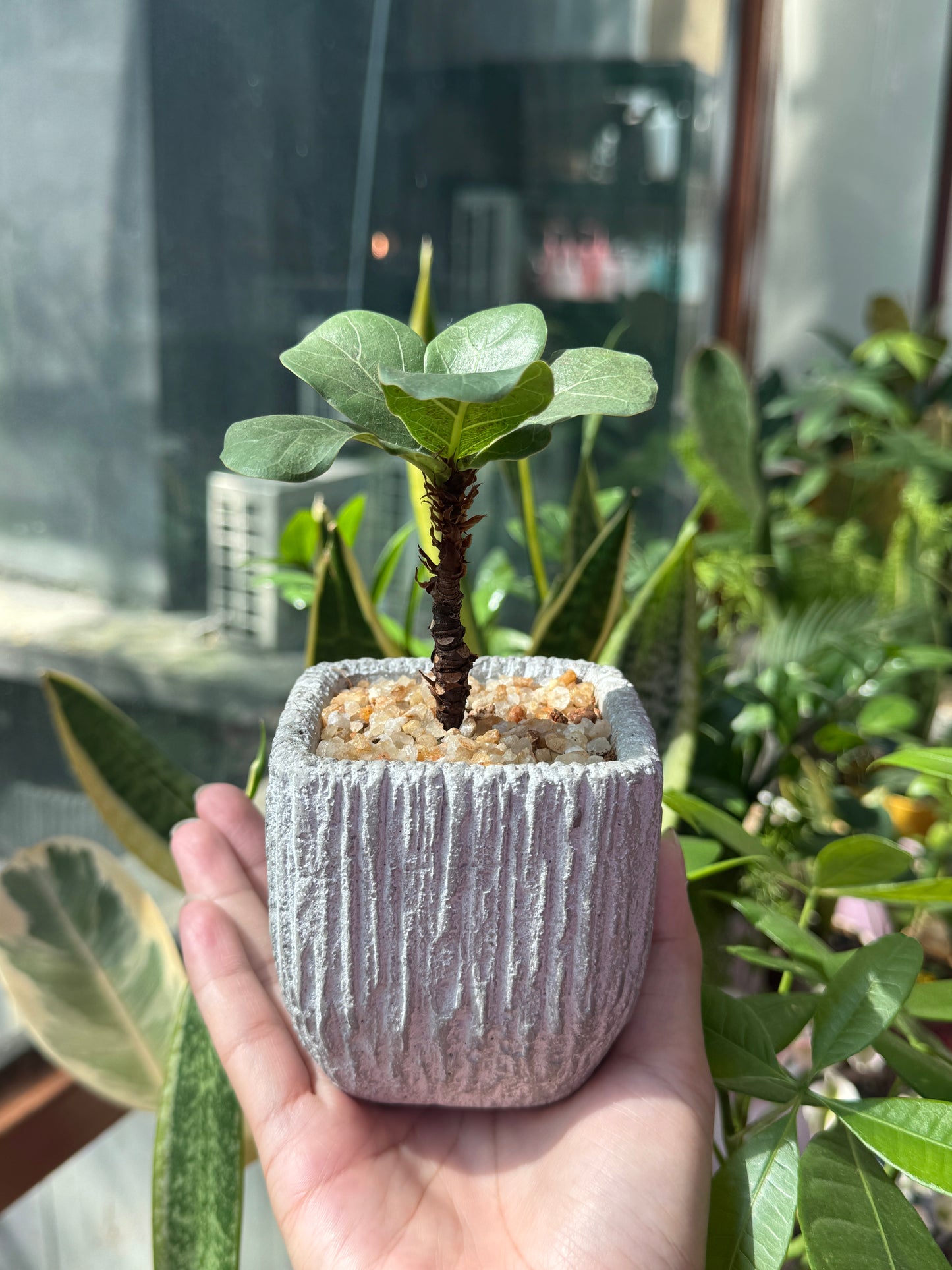 Ficus Lyrata in Grey Concrete Pot