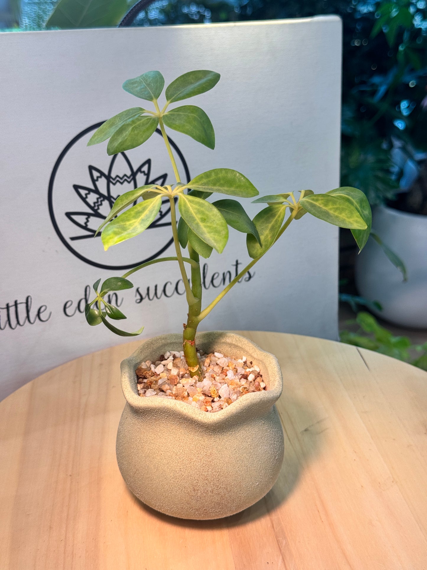 Dwarf Umbrella Tree in Yellowish Green Matte Concrete Pot