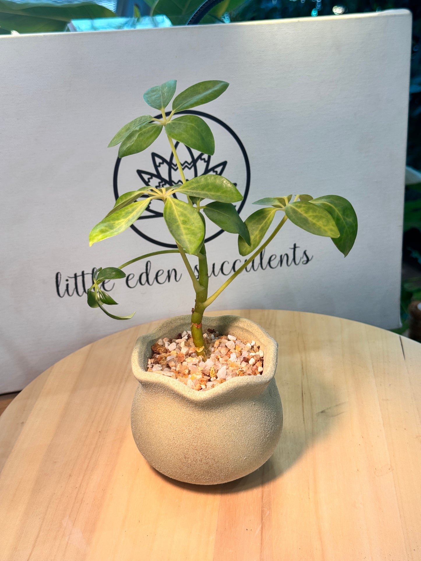 Dwarf Umbrella Tree in Yellowish Green Matte Concrete Pot