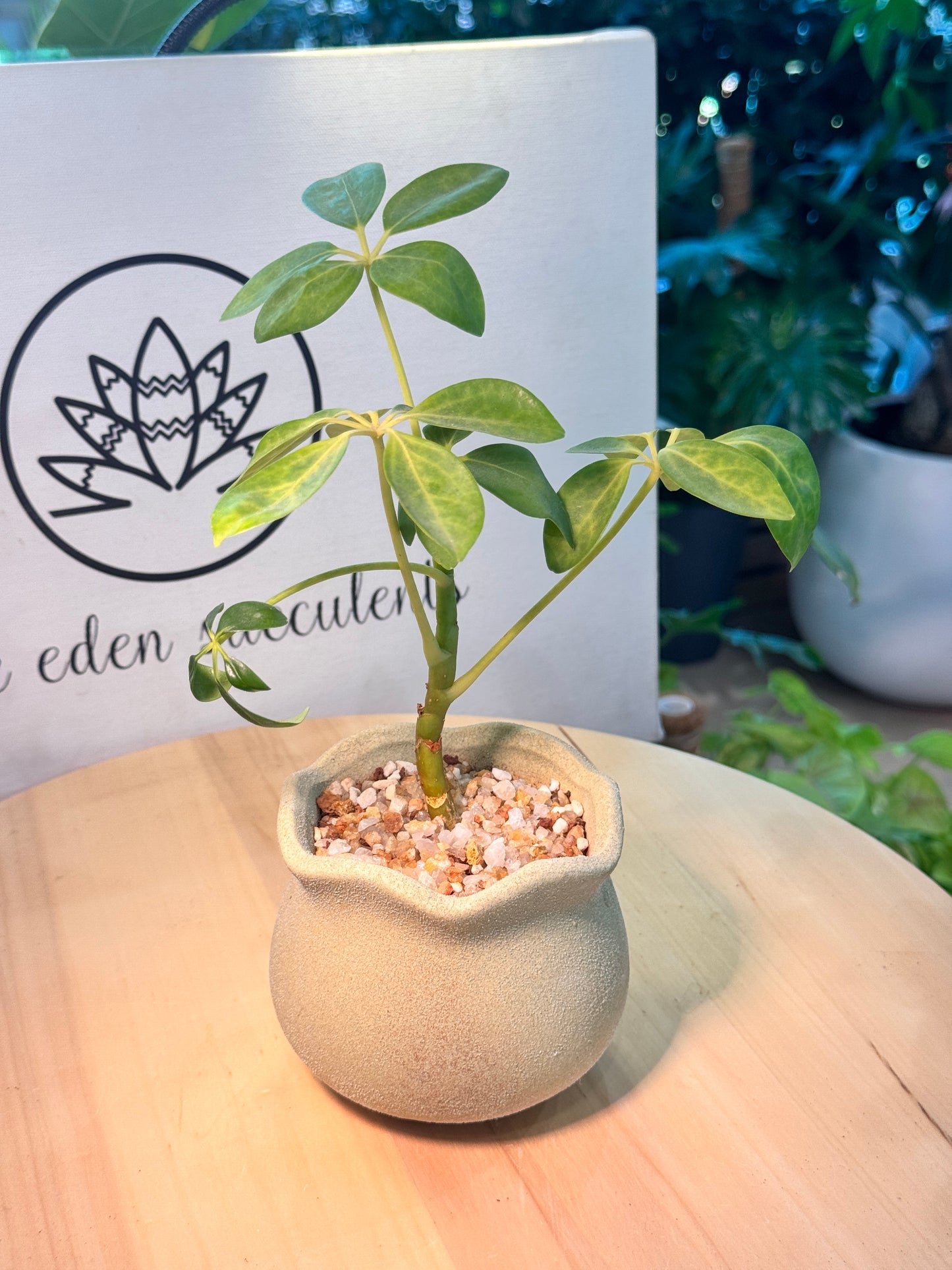 Dwarf Umbrella Tree in Yellowish Green Matte Concrete Pot