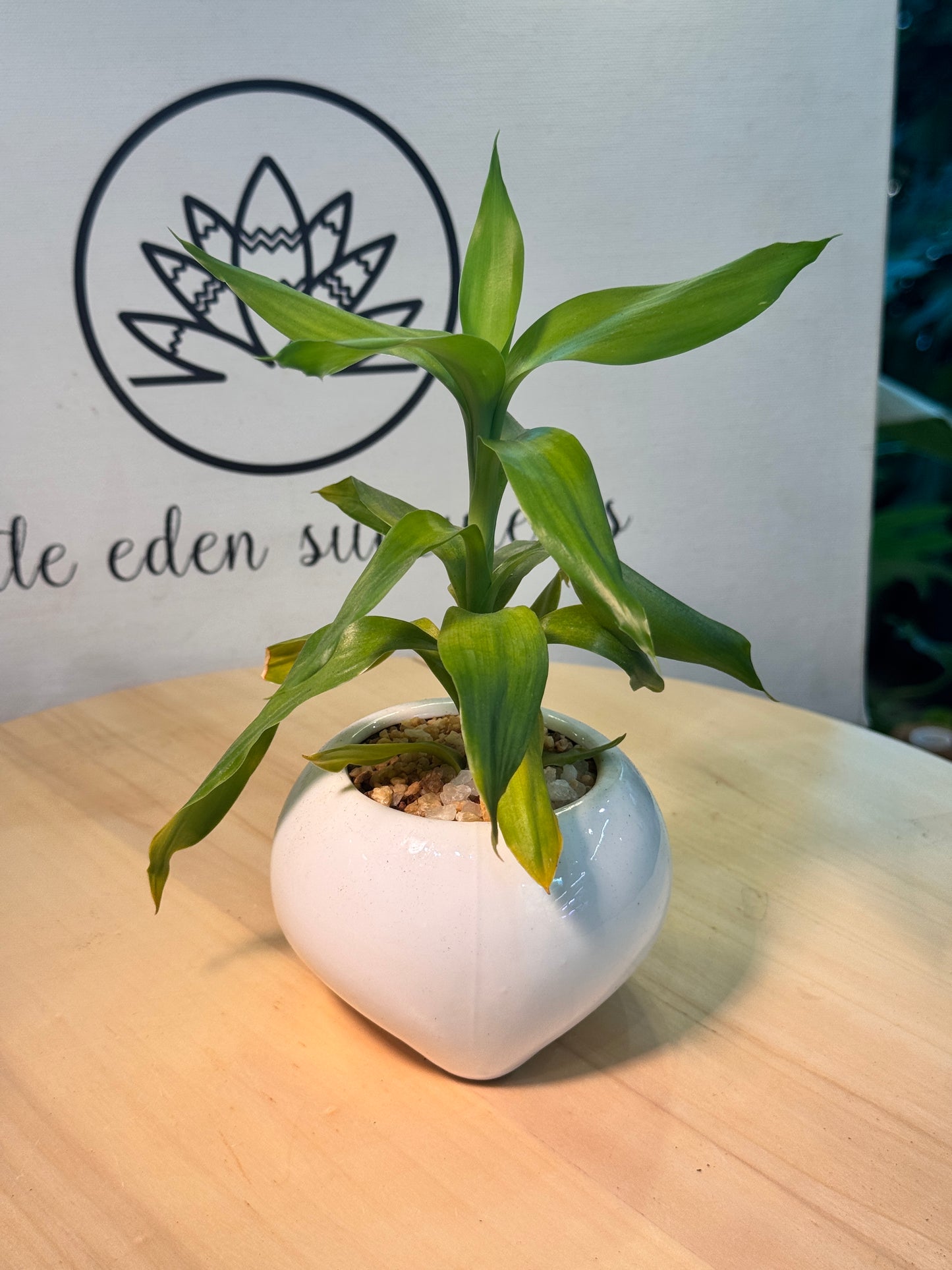 Lucky Bamboo in White Ceramic Pot