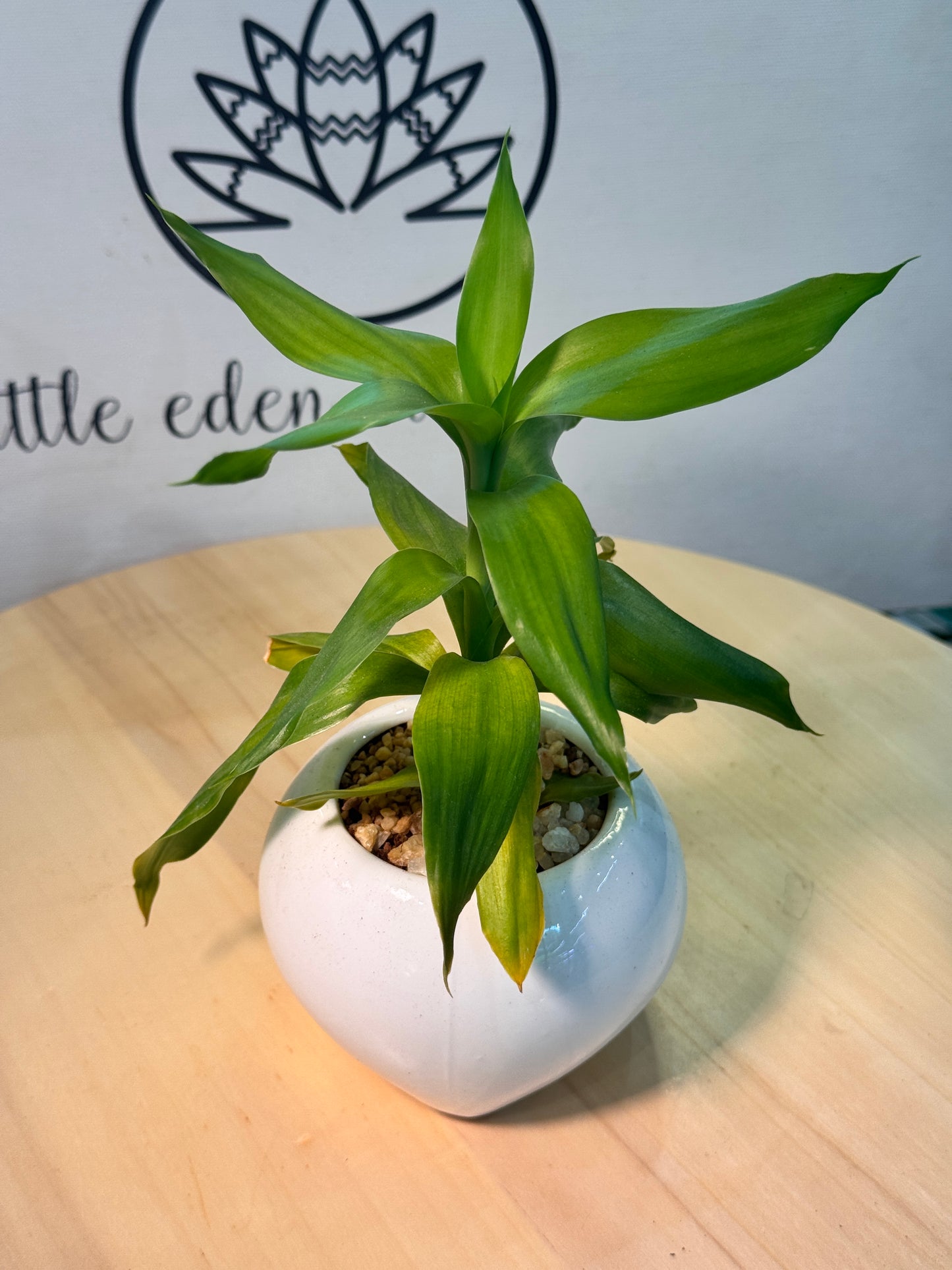 Lucky Bamboo in White Ceramic Pot