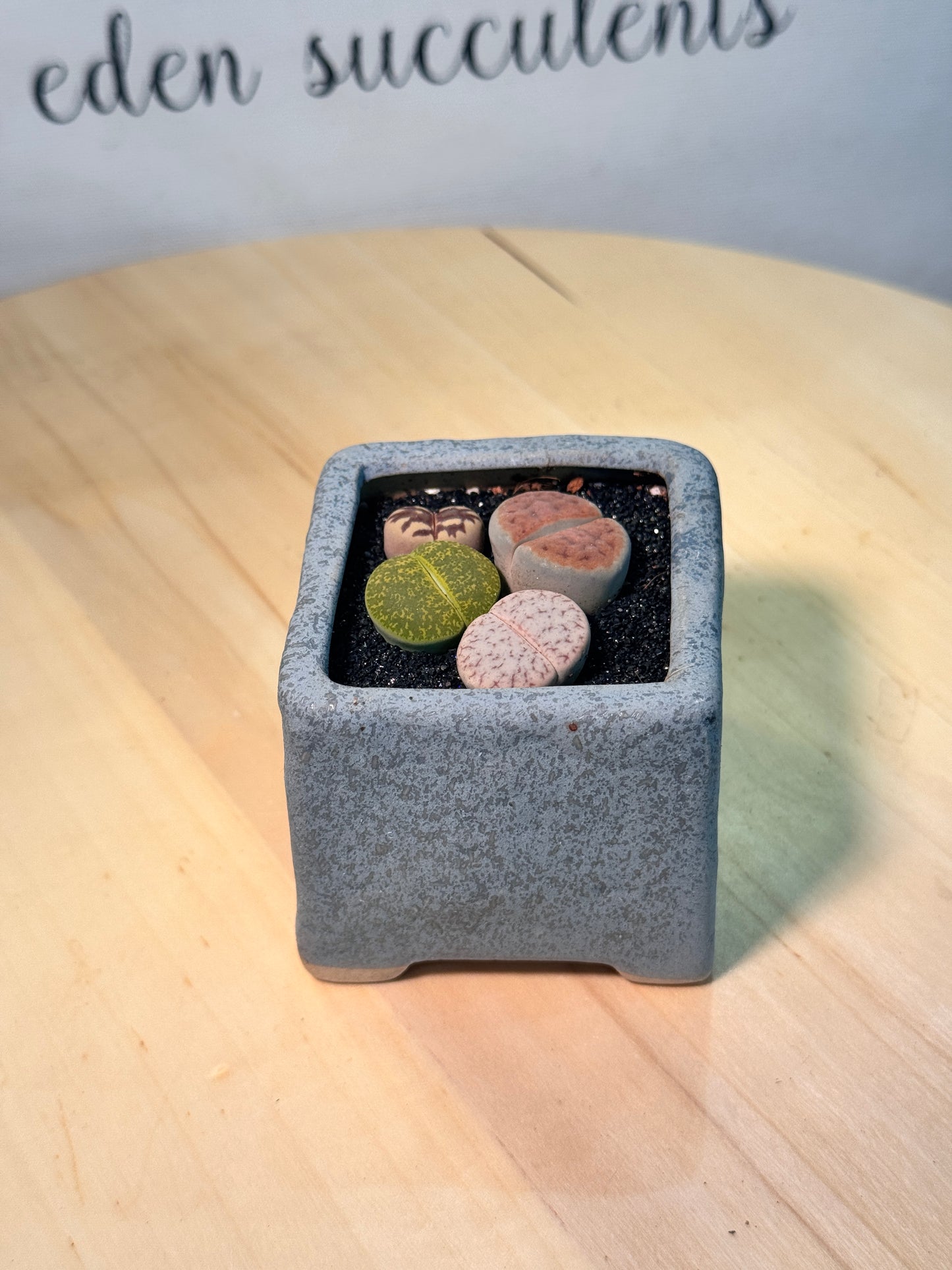 Lithops in Blueish Grey Matte Pot