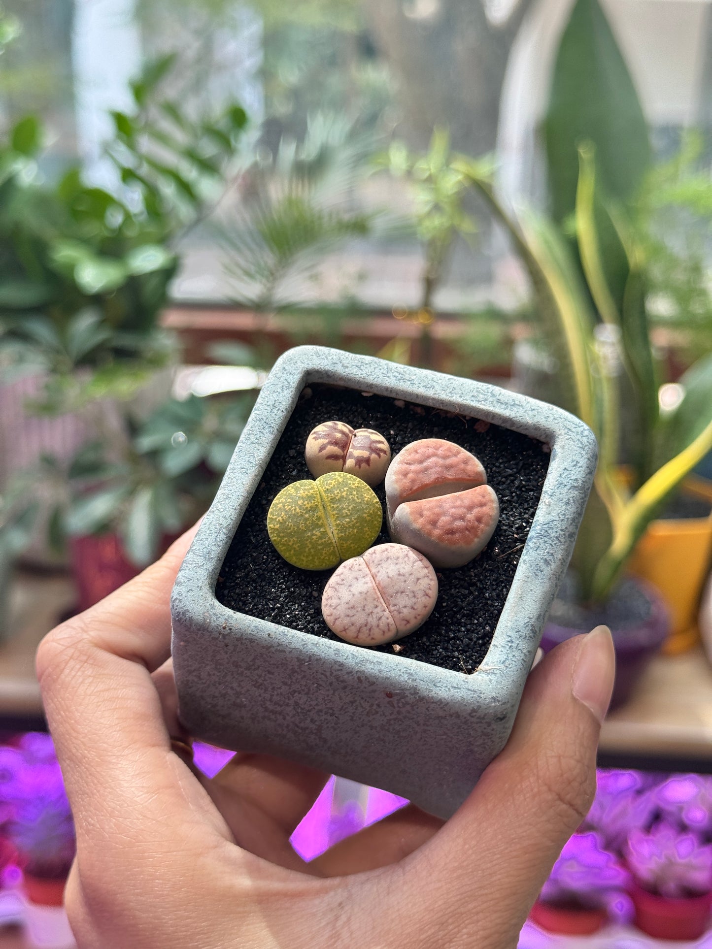 Lithops in Blueish Grey Matte Pot