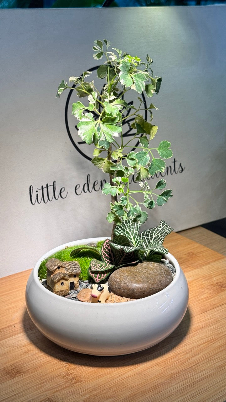Variegated Polyscias With Fittonia and Moss Arrangement in White Ceramic Pot