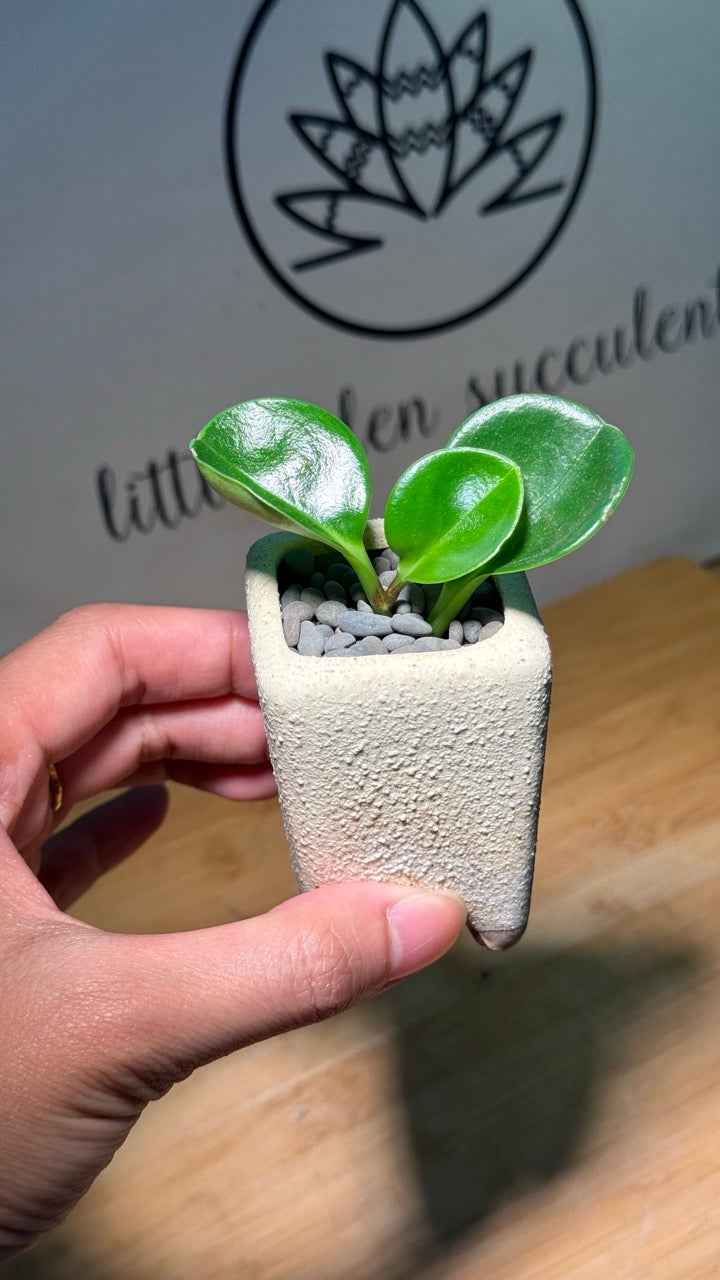 Fiddle-Leaf Fig (琴叶榕) in Yellow Matte Mini Pot