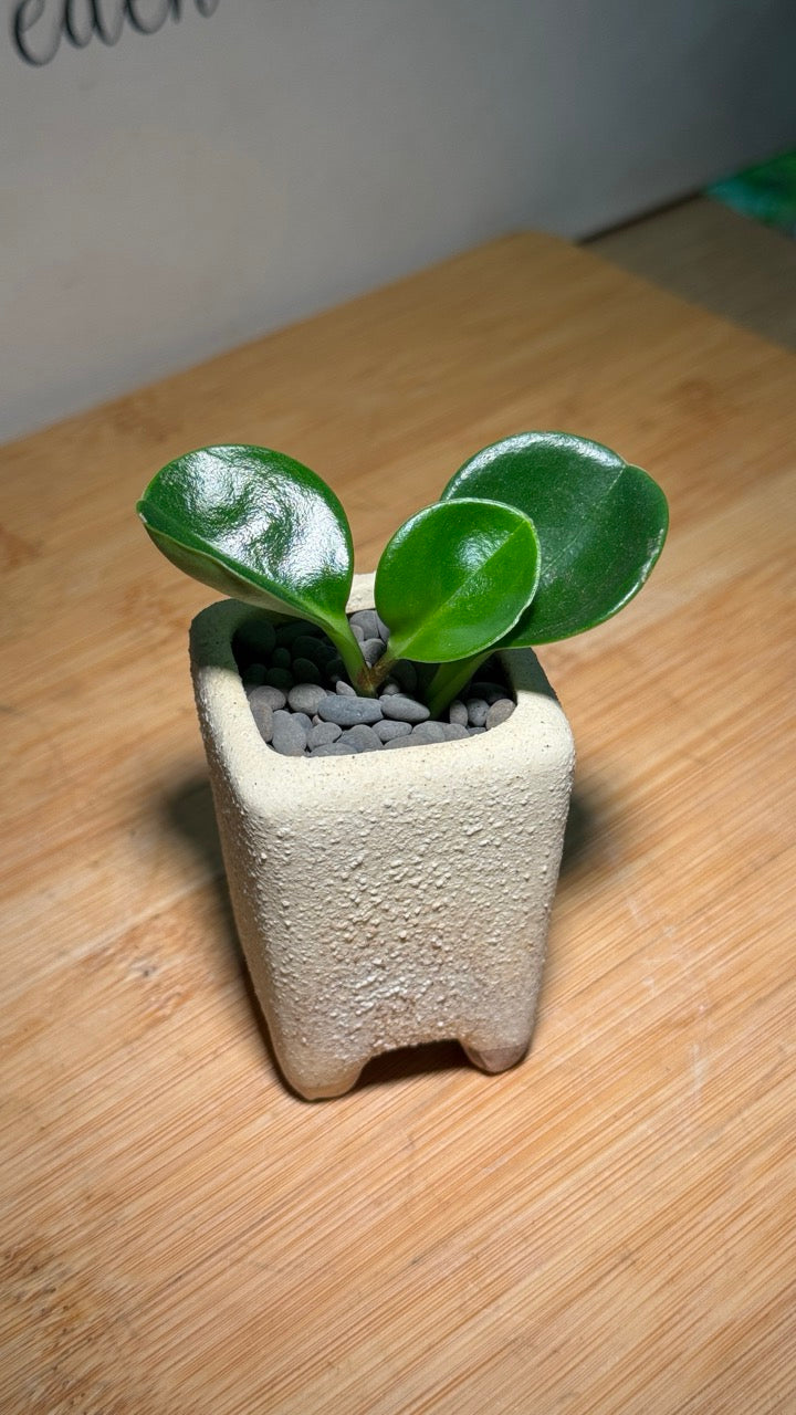 Fiddle-Leaf Fig (琴叶榕) in Yellow Matte Mini Pot