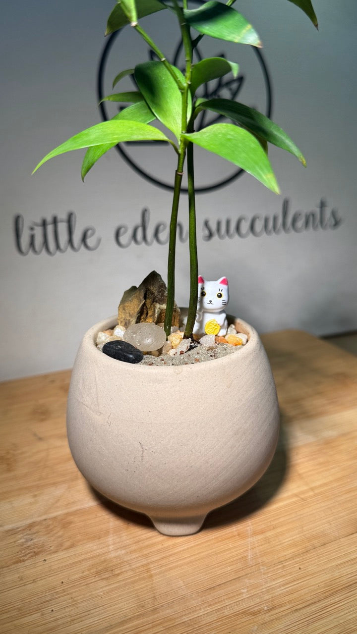 Nageia Nagi in Light Brown Matte Pot