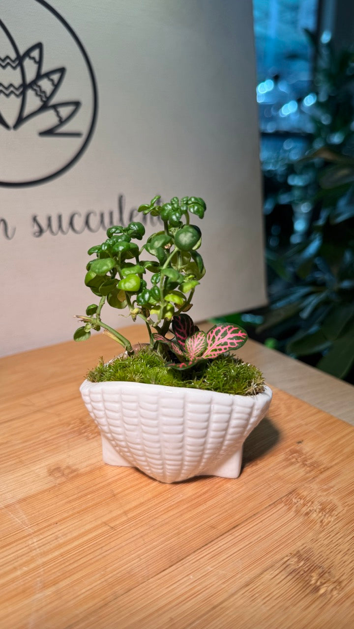 Fittonia (Indoor Plants) Arrangement in White Textured Ceramic Pot