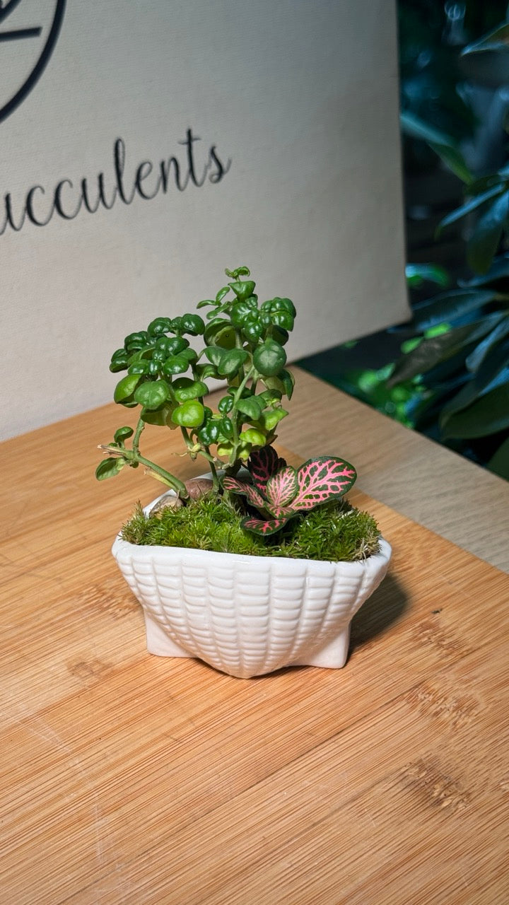 Fittonia (Indoor Plants) Arrangement in White Textured Ceramic Pot
