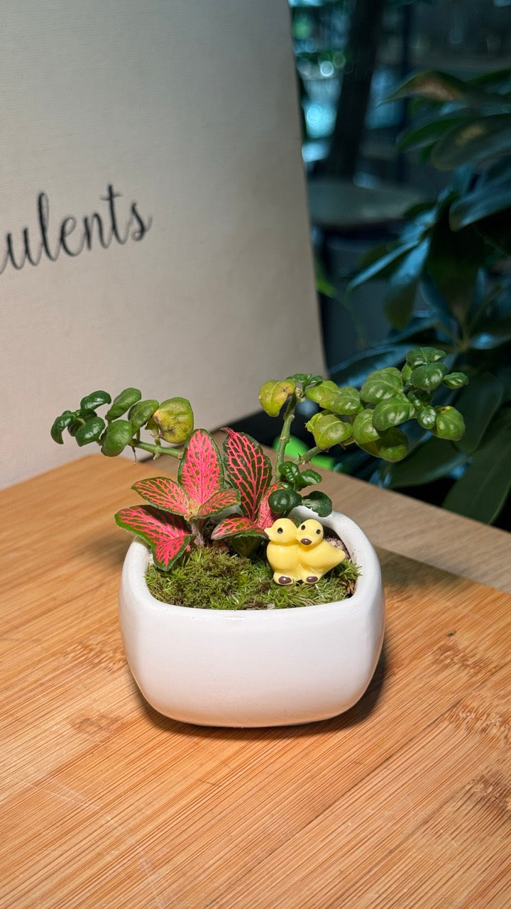 Fittonia (Indoor Plants) Arrangement in White Ceramic Pot