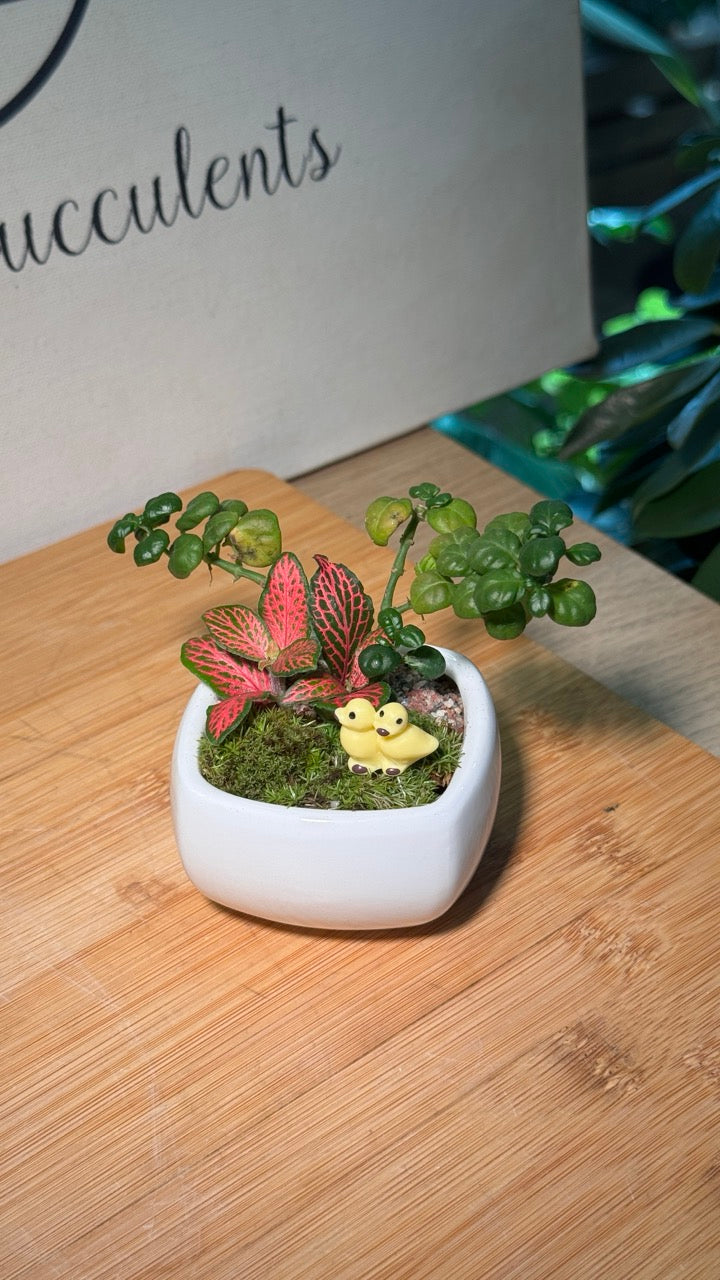 Fittonia (Indoor Plants) Arrangement in White Ceramic Pot