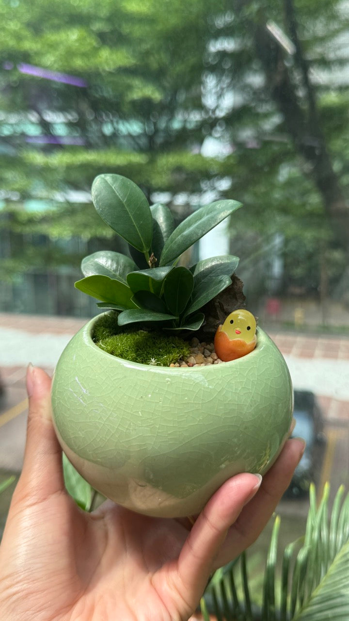 Fiddle-Leaf Fig (琴叶榕) in Green Ceramic Pot