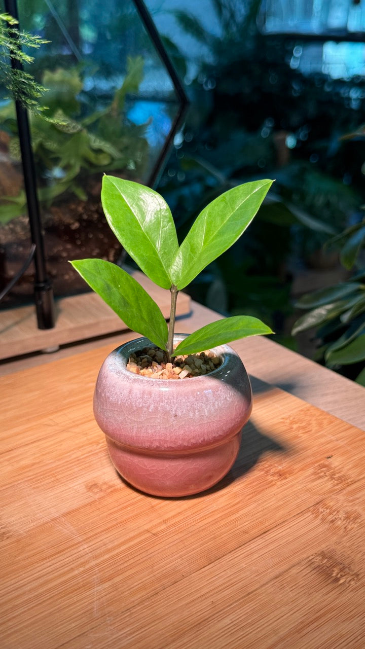 Zz Plant (Zanzibar Gem) in Pink Ceramic Pot