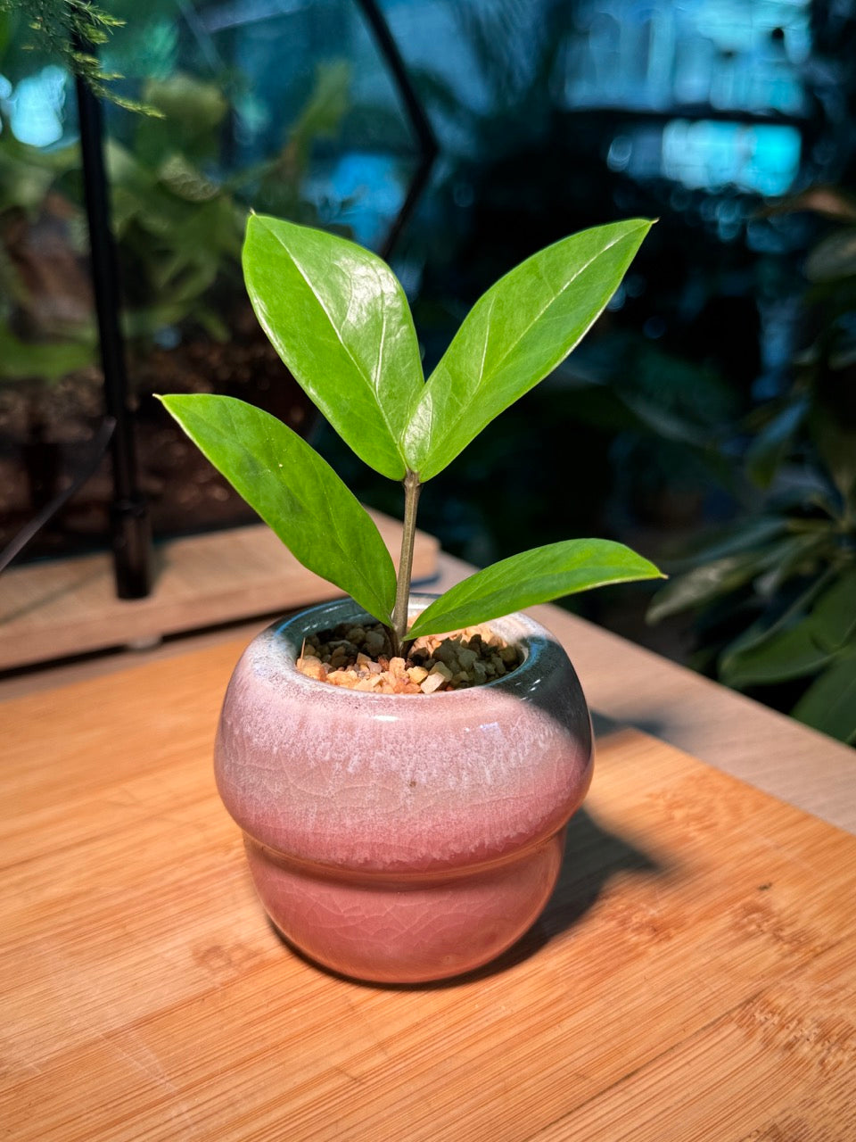 Zz Plant (Zanzibar Gem) in Pink Ceramic Pot