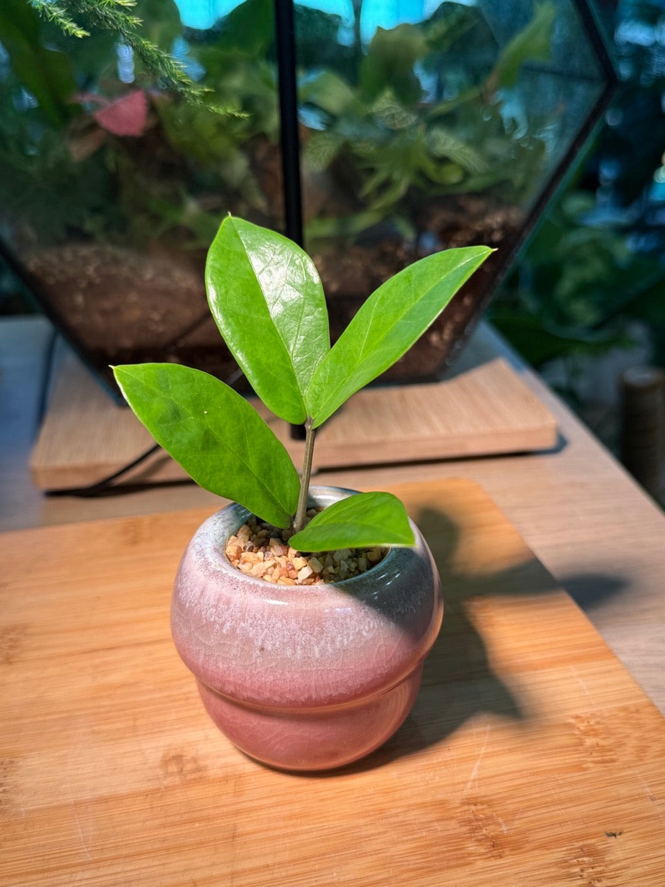 Zz Plant (Zanzibar Gem) in Pink Ceramic Pot