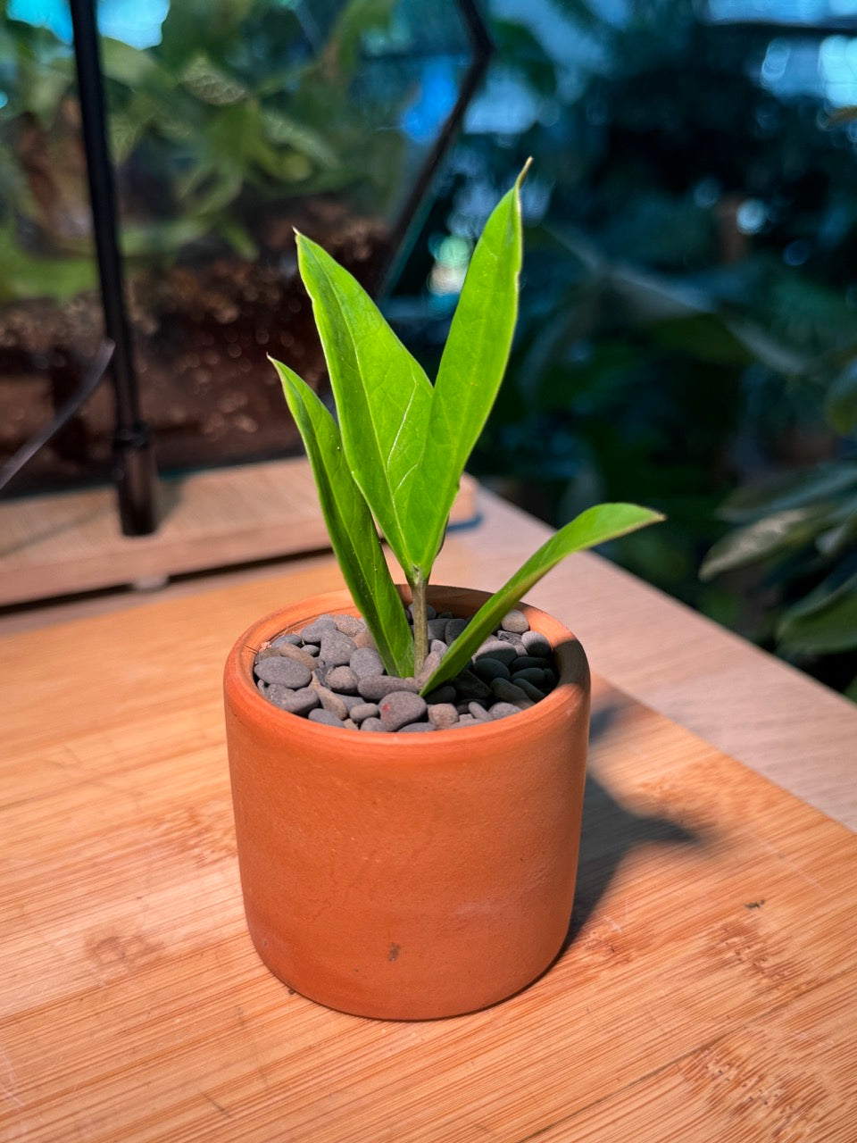 Zz Plant (Zanzibar Gem) in Rustic Pot