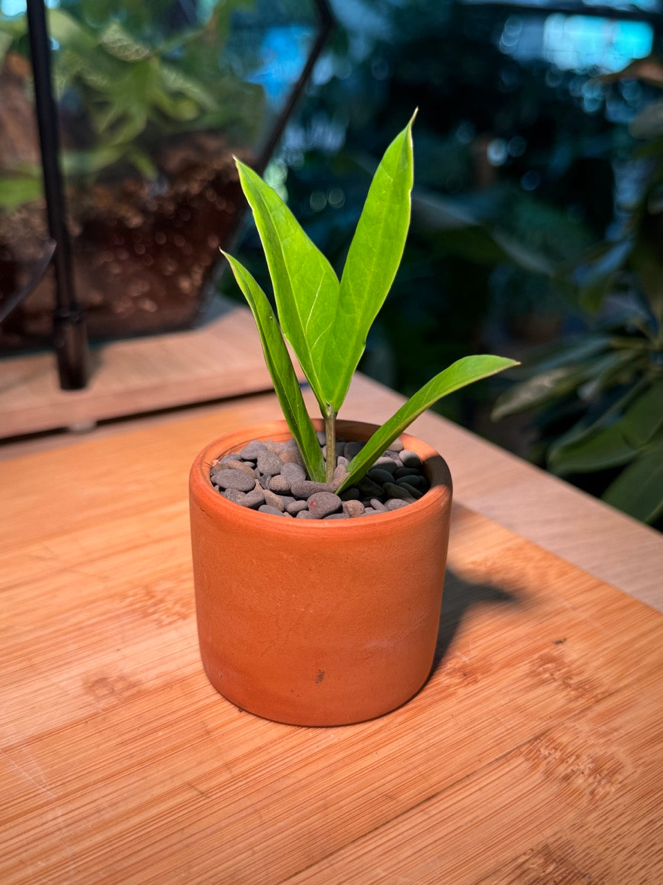 Zz Plant (Zanzibar Gem) in Rustic Pot
