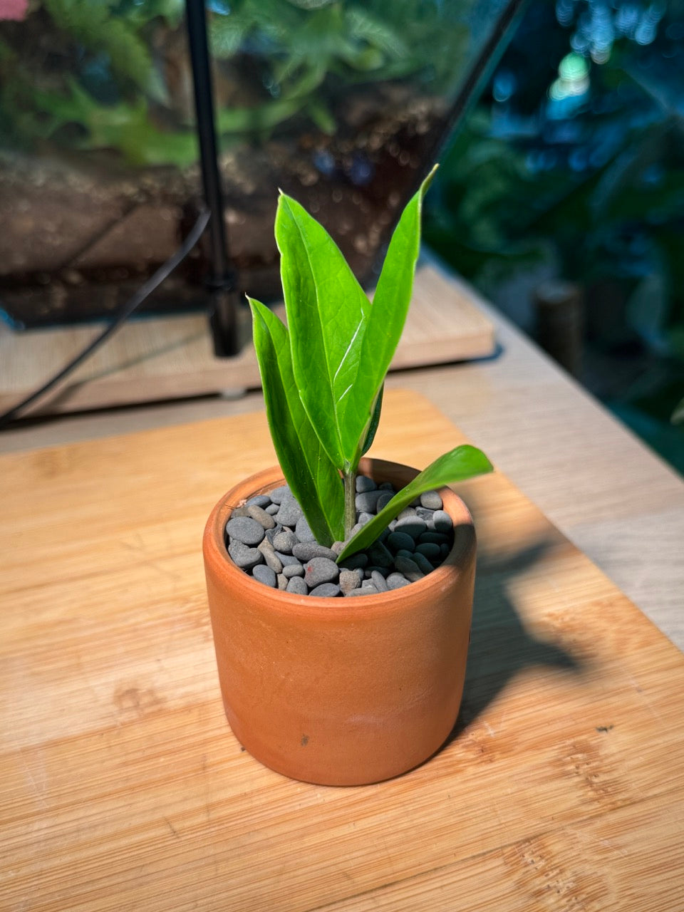 Zz Plant (Zanzibar Gem) in Rustic Pot