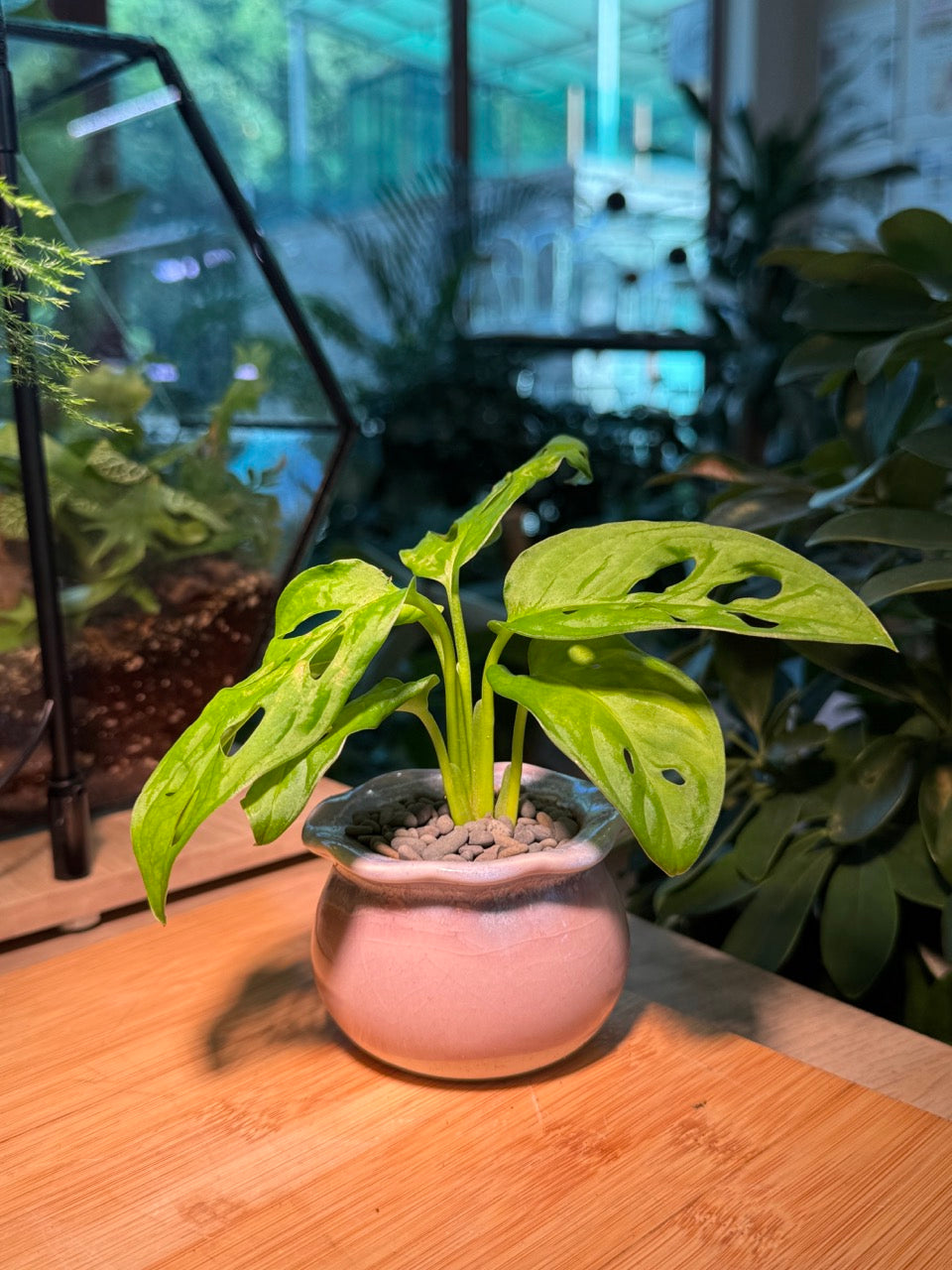 Monstera in Pink Ceramic Pot