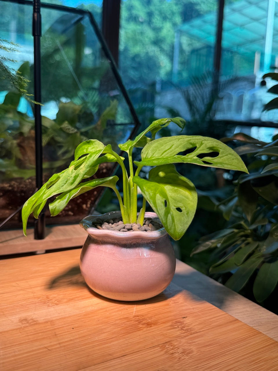 Monstera in Pink Ceramic Pot