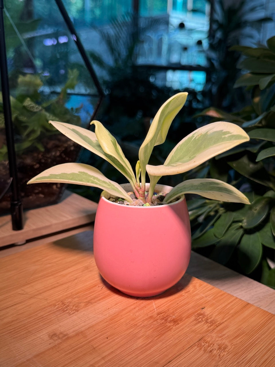 Peperomia in Pink Ceramic Pot