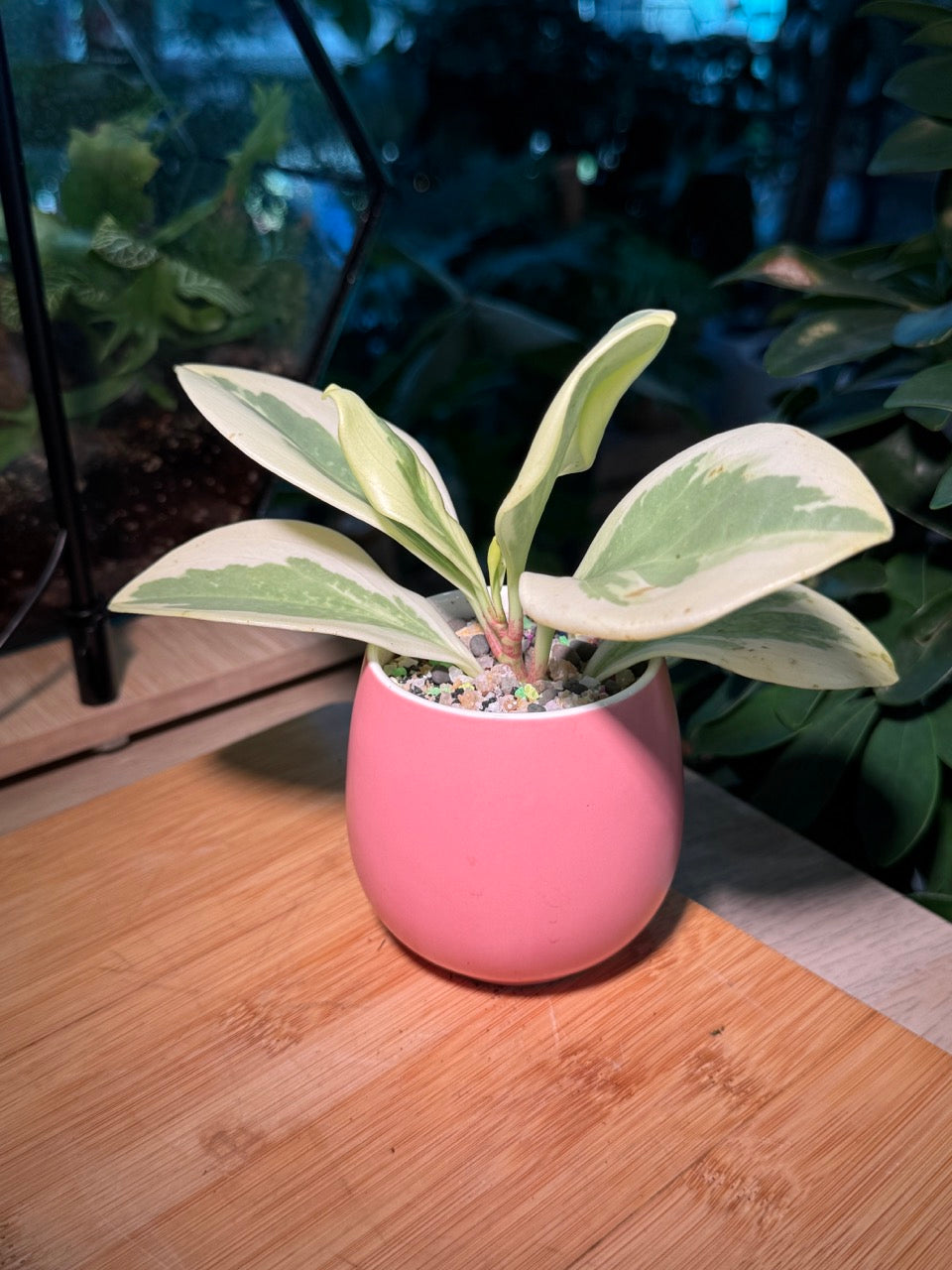 Peperomia in Pink Ceramic Pot