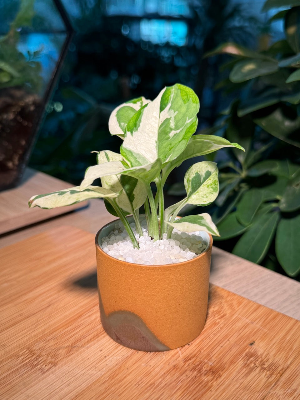 Peperomia in Rustic Pot