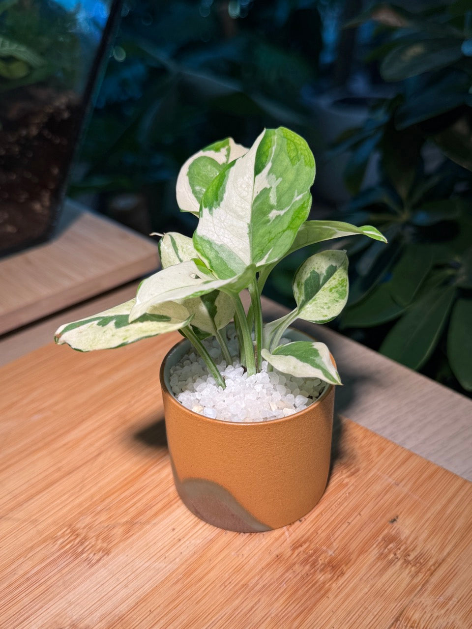 Peperomia in Rustic Pot