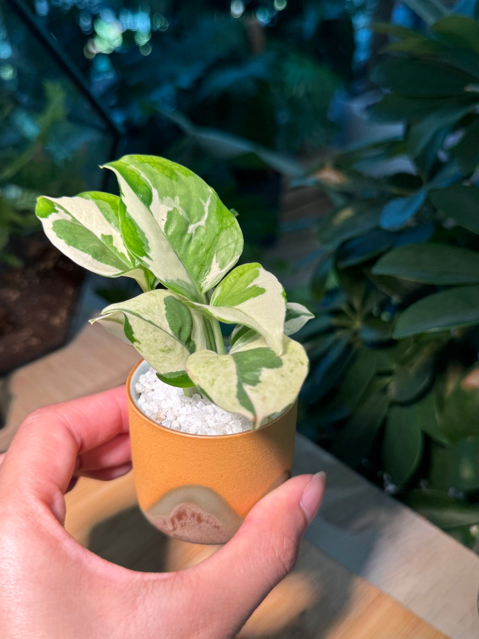 Peperomia in Rustic Pot