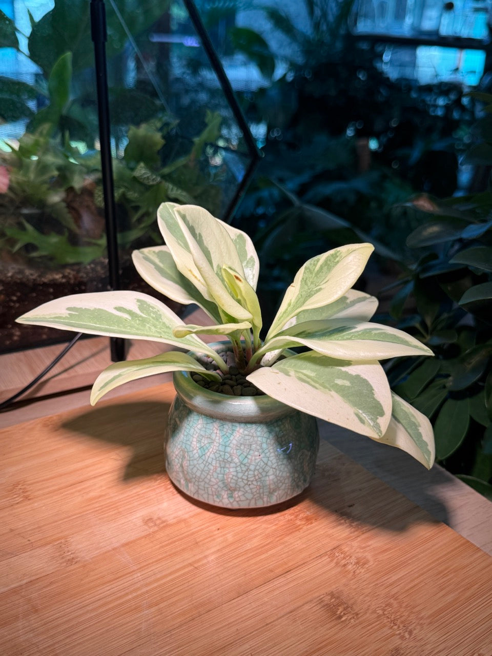 Peperomia in Green Ceramic Pot