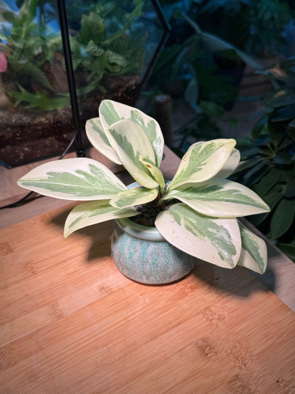 Peperomia in Green Ceramic Pot