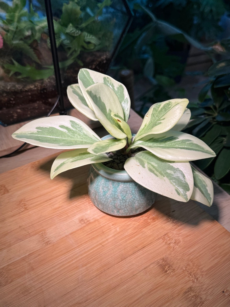 Peperomia in Green Ceramic Pot
