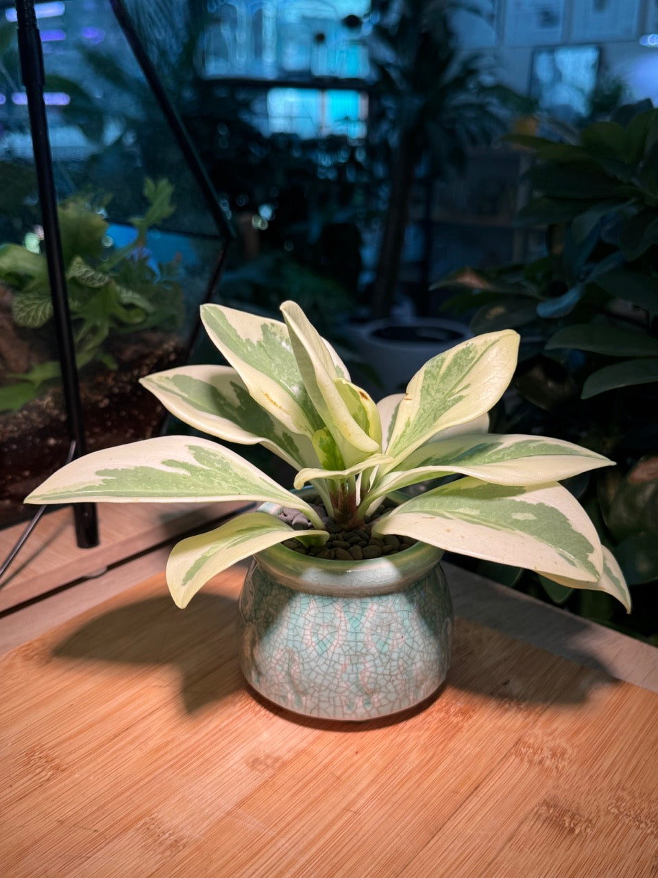 Peperomia in Green Ceramic Pot