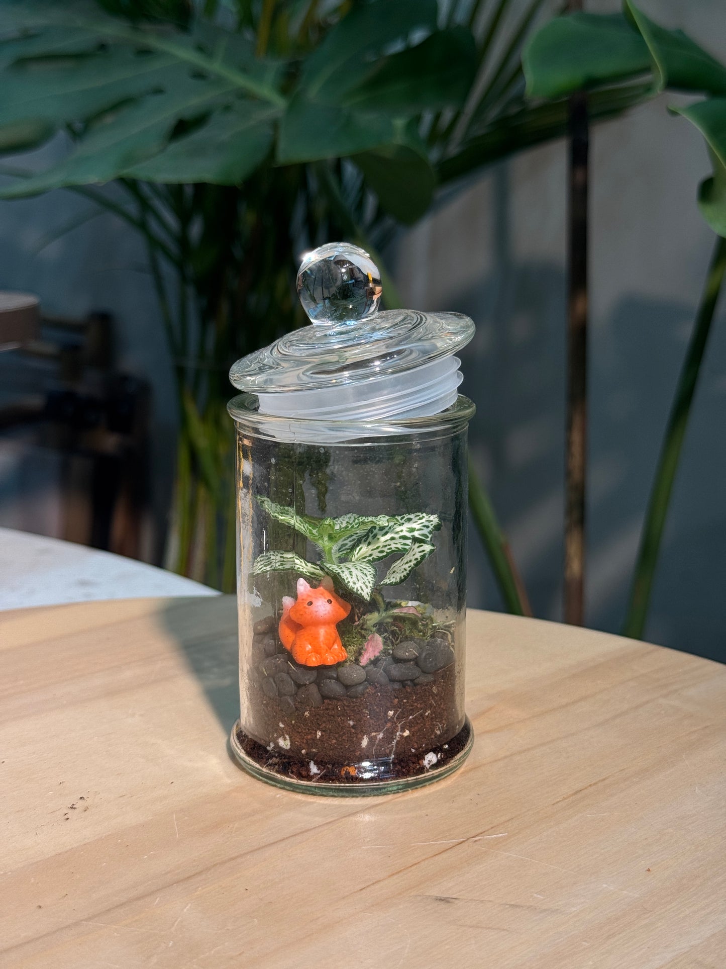 Glass Jar Indoor Plants DIY Set