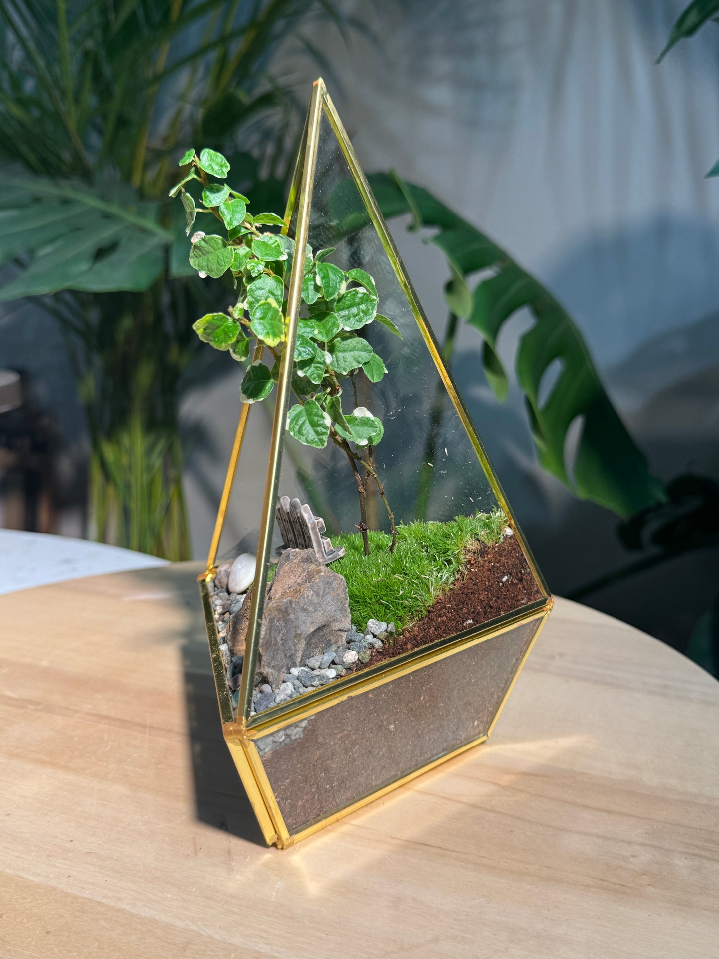 Ficus Pumila & Moss Arrangement in Triangular Pyramid Glass
