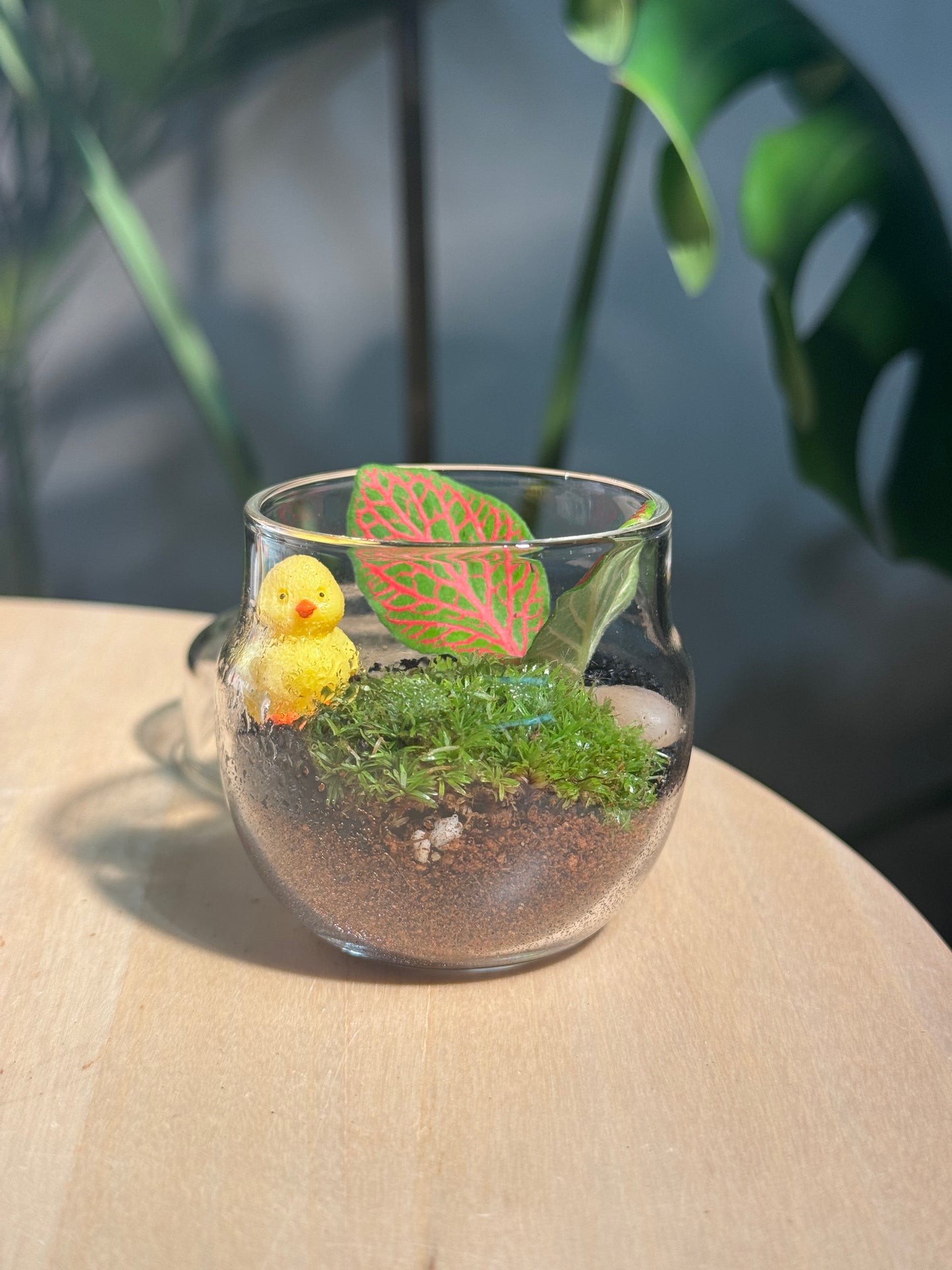 Tea Glass Moss Terrarium DIY Set