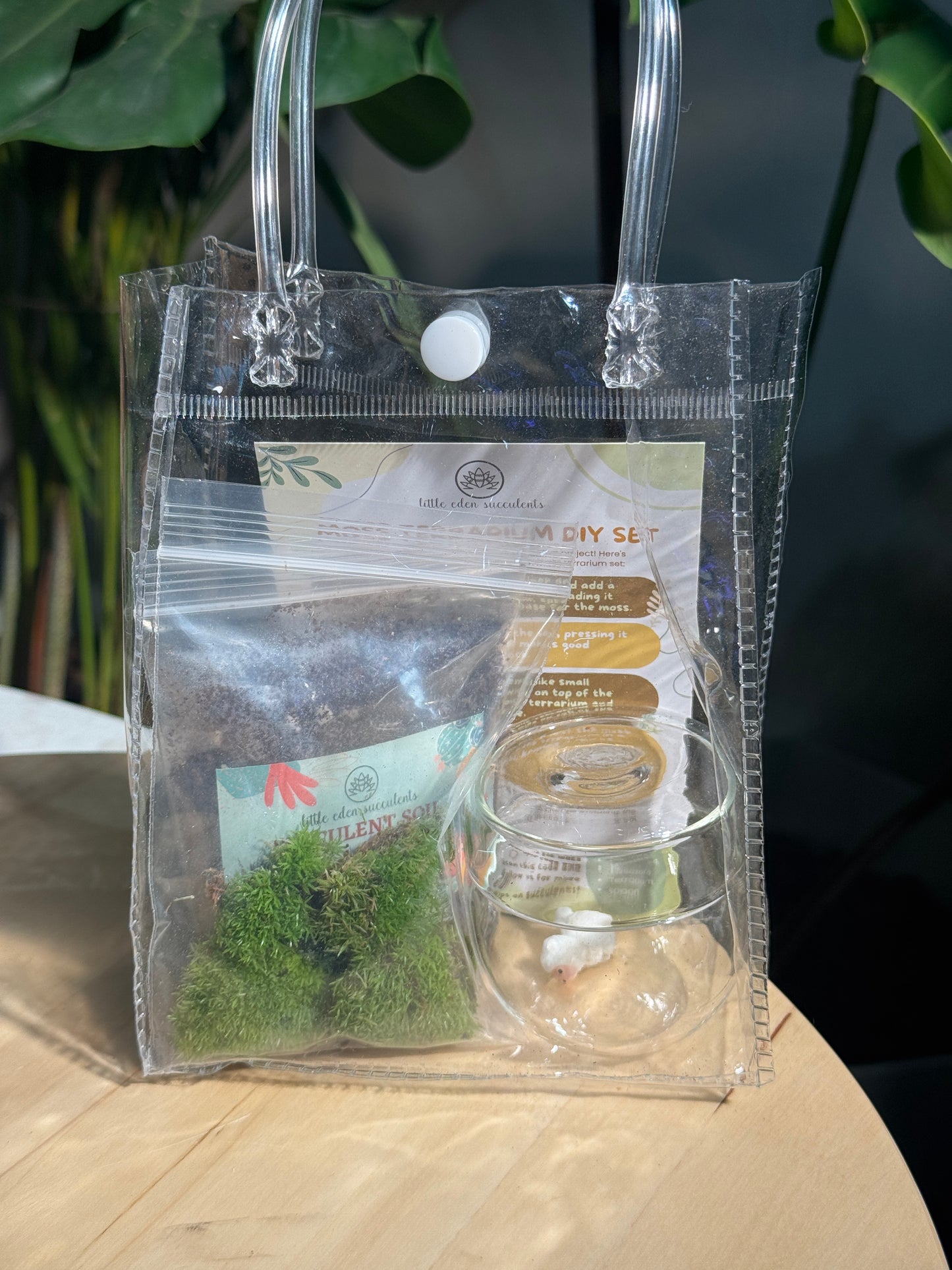 Tea Glass Moss Terrarium DIY Set