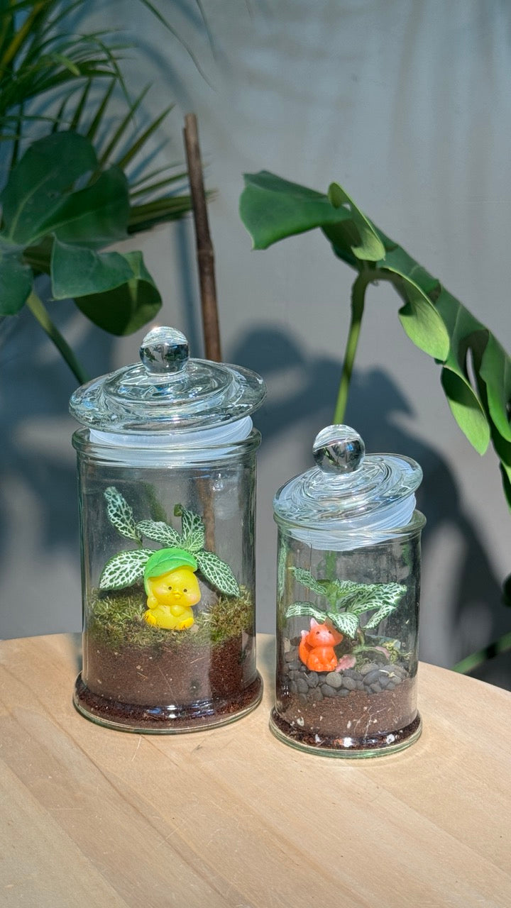 (Pre-order) Indoor Plant Arrangement in Terrarium Jar (S, M)