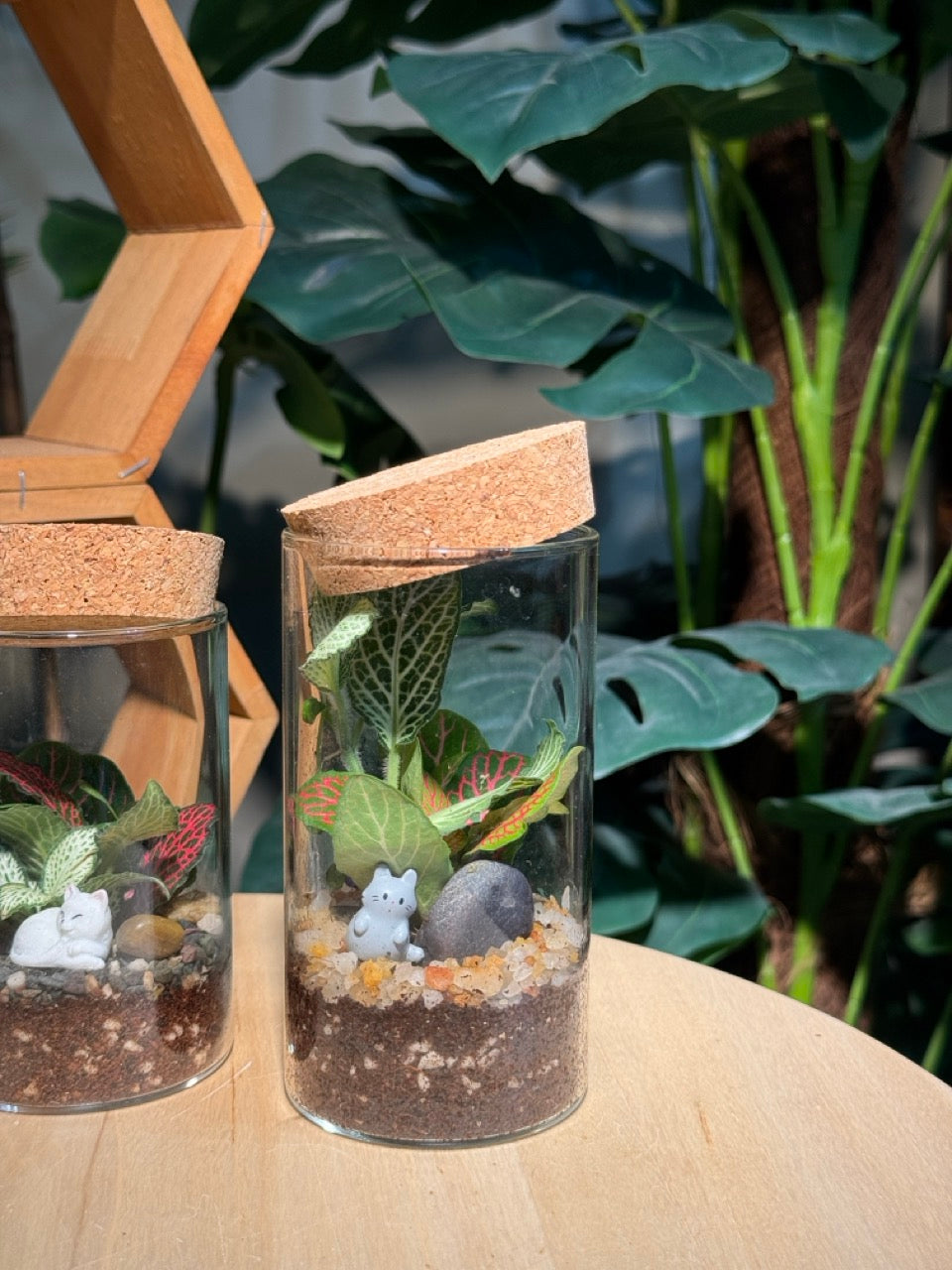 (Pre-order) Indoor Plant in Cylindrical Glass (S, M, L)