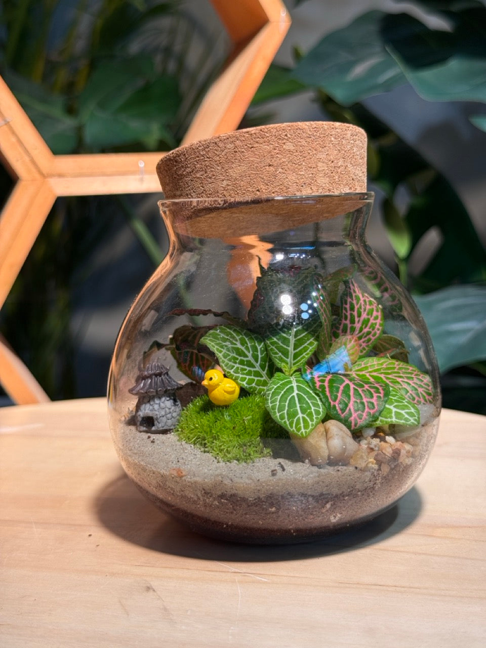 (Pre-order) Indoor Plant in Round Covered Glass Terrarium (S, L)