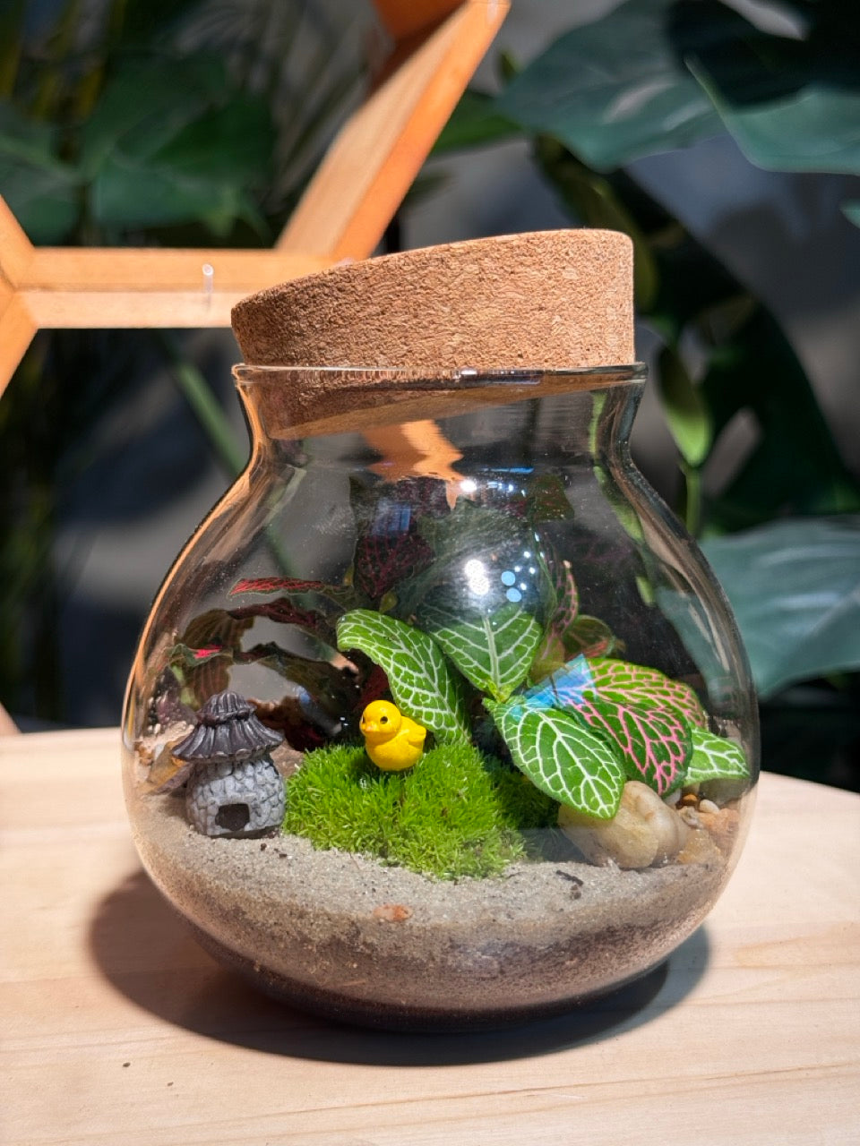 (Pre-order) Indoor Plant in Round Covered Glass Terrarium (S, L)