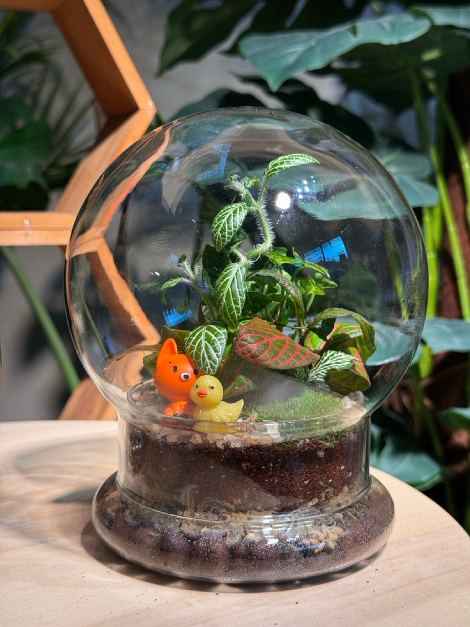 Dome Glass Indoor Plant Terrarium DIY Kit