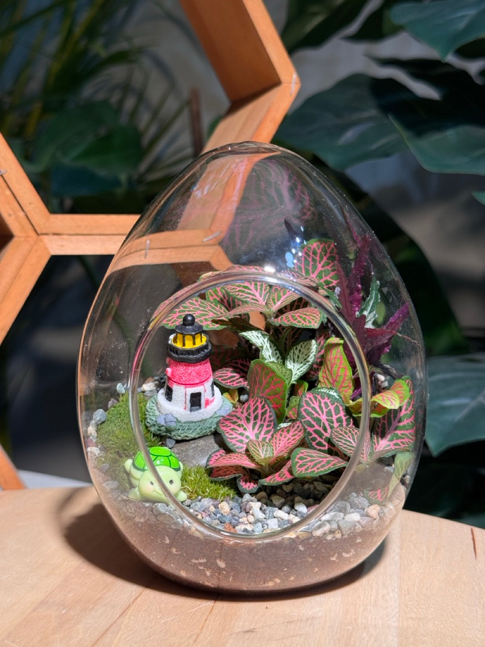 Eggette Glass Indoor Plant Terrarium (M) DIY Kit