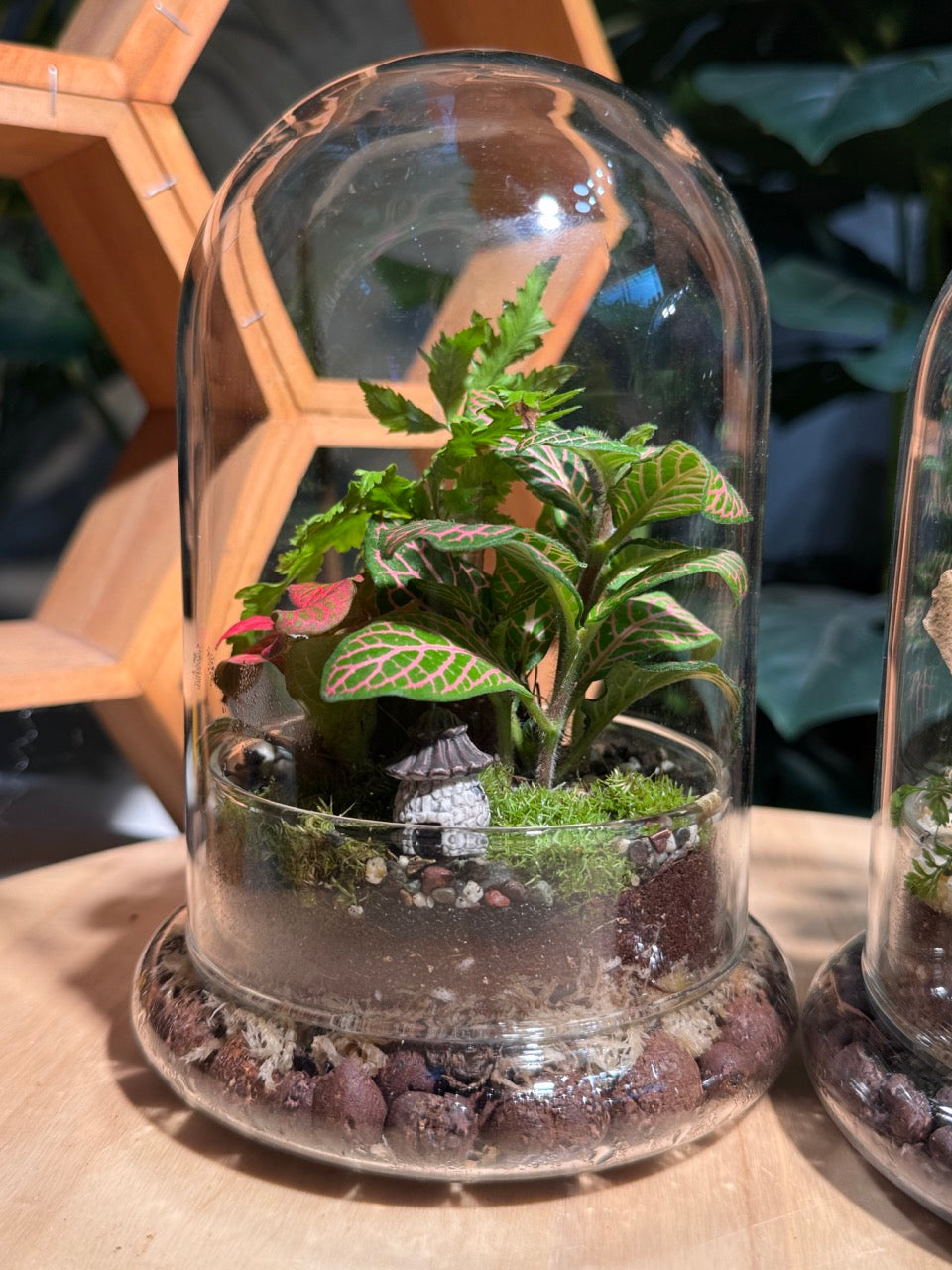 (Pre-order) Indoor Plant in Bell Glass (S, L)