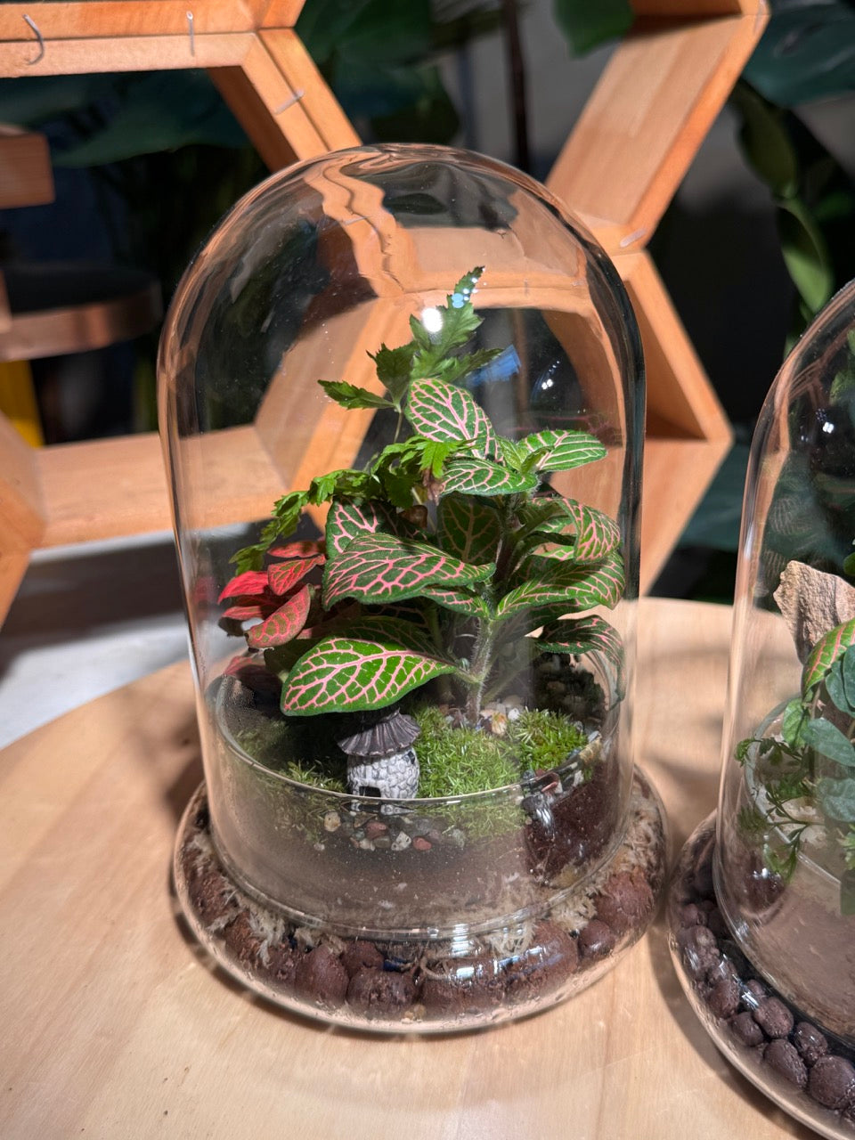 (Pre-order) Indoor Plant in Bell Glass (S, L)