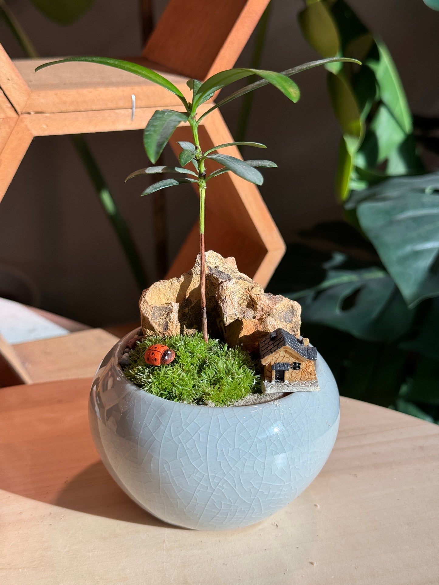 Indoor Plants and Moss Arrangement in Jade Green Ceramic Pot