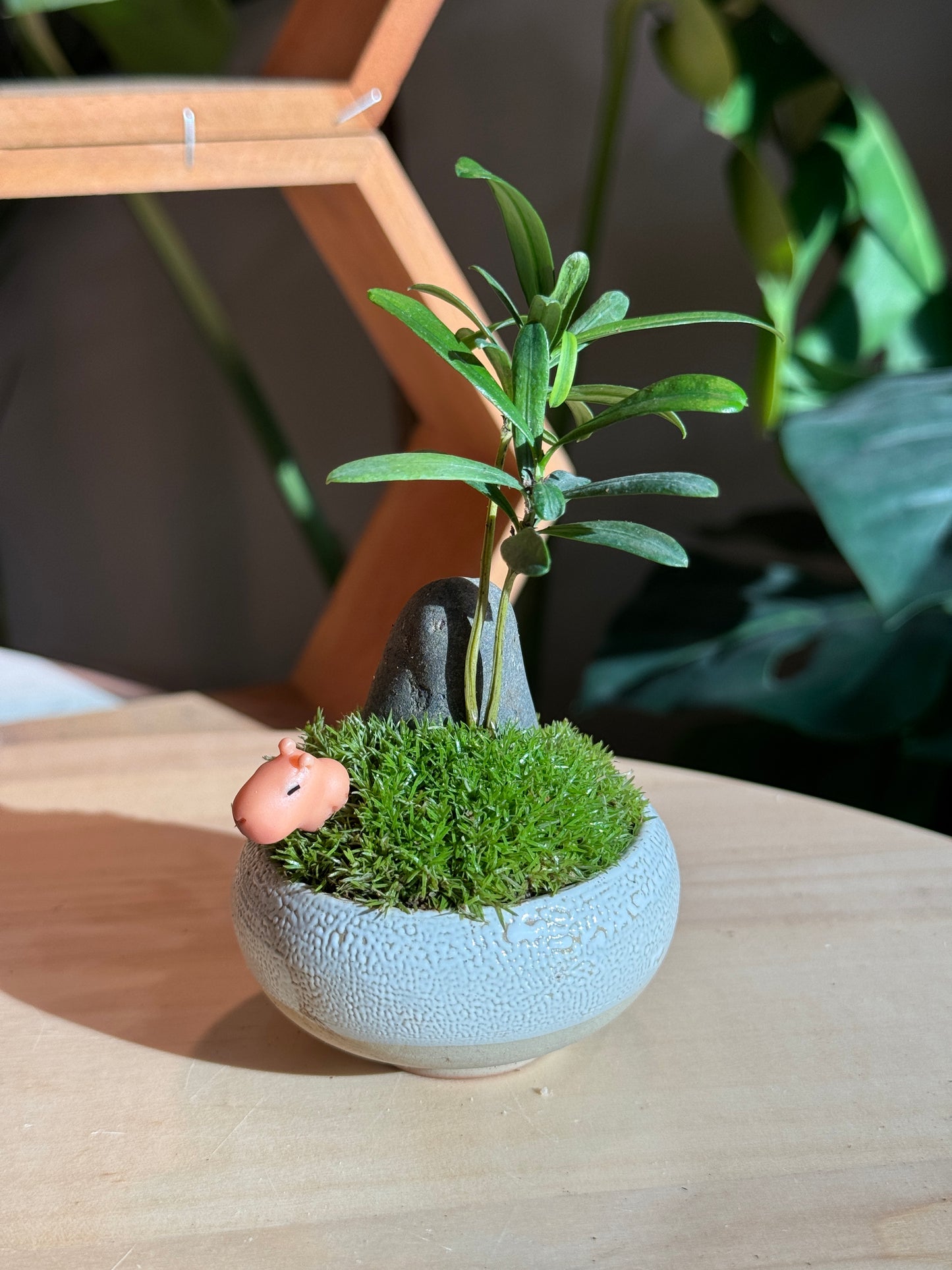 Capybara - Indoor Plants and Moss Arrangement in Green Ceramic Pot